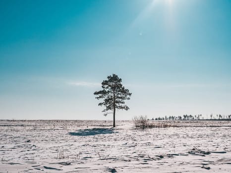 A lone pine tree stands prominently in a vast, snowy field under a bright blue sky.