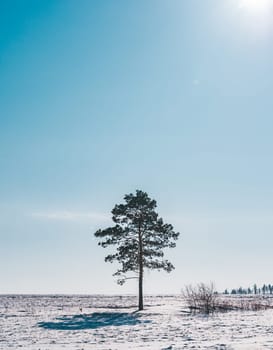 A lone pine tree stands prominently in a vast, snowy field under a bright blue sky.