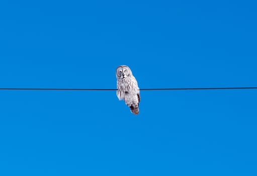 A large Gray Owl sits perched on a thin wire, set against a vibrant, cloudless blue sky during the daytime. The owl appears calm and watchful, surveying its surroundings from its high vantage point.