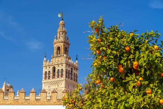 Orange trees with Giralda tower and Seville Cathedral in downtown Spain