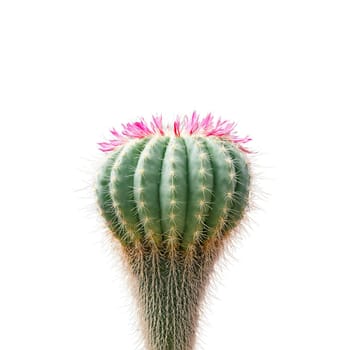 Rat Tail Cactus long thin trailing stems with small spines cascading from a hanging basket. Plants isolated on transparent background.