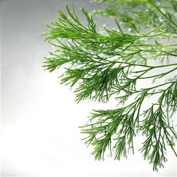 Dill fronds swaying in a mesmerizing dance with tiny water droplets glistening Anethum graveolens Food. Food isolated on transparent background.