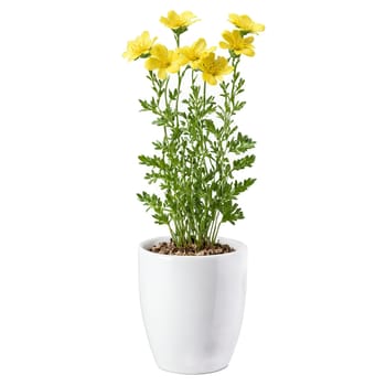 Sanvitalia small yellow flowers with dark centers on trailing stems in a white ceramic pot. Plants isolated on transparent background.