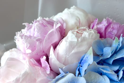 A bouquet of blooming white and pink peonies of delicate color. High quality photo