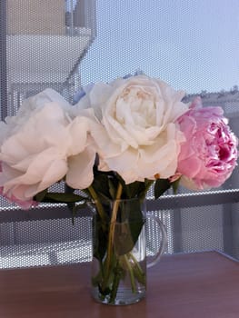 A bouquet of blooming white and pink peonies of delicate color. High quality photo