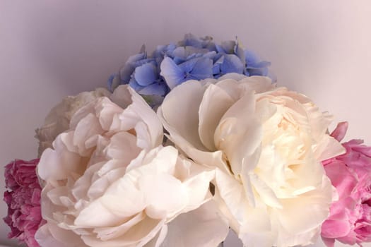 A bouquet of blooming white and pink peonies of delicate color. High quality photo