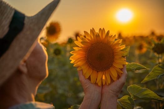 Female hands holding sunflower flower against the backdrop of a sunflower field at sunset light. Concept agriculture oil production growing sunflower seeds for oil.