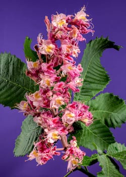 Beautiful Blooming red horse-chestnut on a purple background. Flower head close-up.