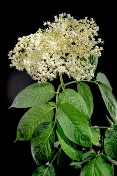 Beautiful Blooming white sambucus isolated on a black background. Flower head close-up.