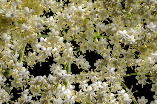 Beautiful Blooming white sambucus isolated on a black background. Flower head close-up.