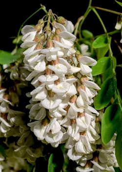 Beautiful Blooming flowers of white acacia tree on a black background. Flower head close-up.