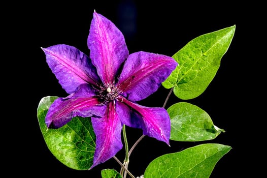 Beautiful Blooming purple Clematis Akaishi flowers isolated on a black background. Flower head close-up.