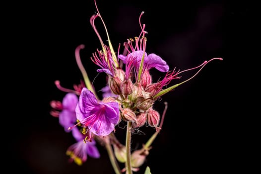 Beautiful Blooming flowers of Geranium Cambridge on a black background. Flower head close-up.