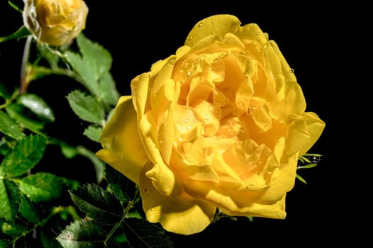 Beautiful Blooming yellow Climbing rose Golden Showers on a black background. Flower head close-up.