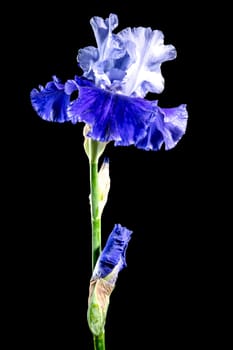 Beautiful Blooming blue iris Mariposa Skies flowers on a black background. Flower head close-up.