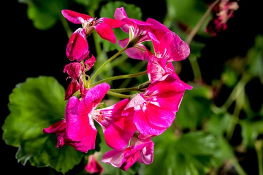 Beautiful Blooming red Pelargonium Toscana Hero flowers on a black background. Flower head close-up.