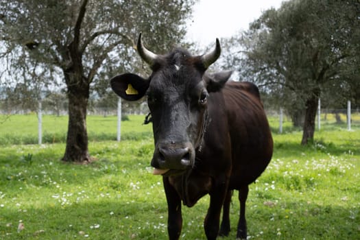 cows graze on a green field in sunny weather. HQ