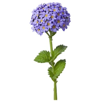 Heliotrope clusters of small purple flowers on sturdy stems in a blue glazed ceramic pot. Plants isolated on transparent background.