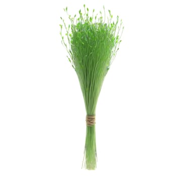 Rye microgreens Secale cereale slender green shoots with a hint of blue artfully bunched Microgreen. Microgreen isolated on transparent background.