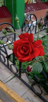 Beautiful roses grow in a flowerbed on the street.