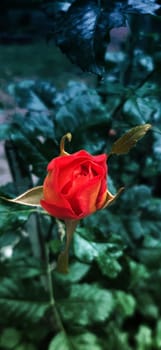The rose flower is in focus, and the background is blurred with a color transition.