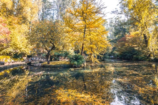 Alfred Nicholas Memorial Gardens on a warm sunny autumn day in the Dandenongs regoion of Sassafras, Victoria, Australia