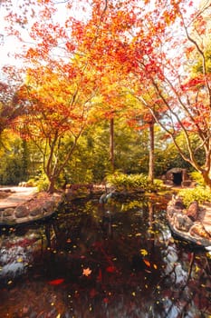 Alfred Nicholas Memorial Gardens on a warm sunny autumn day in the Dandenongs regoion of Sassafras, Victoria, Australia