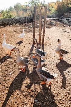 Flock of crested geese walks through a clearing on a farm. High quality photo