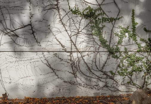 Climbing fig or Creeping fig (Ficus Pumila) the ivy plants are creeping up on whitewashed cement surface background. Green leaf texture and root branch growing on a white concrete wall background, Creeper plant, Green vine or liana, Nature plant wallpaper, Space for text, Selective focus.