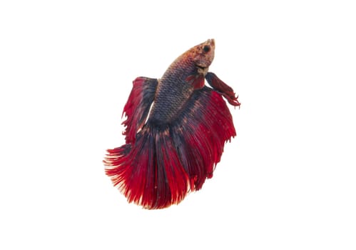 Detail of Red betta fish or Siamese fighting fish isolated on white background with clipping path. Beautiful movement of Betta splendens (Pla Kad). Selective focus.