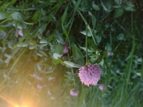 Blooming red clover in the meadow.