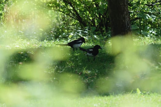 Two magpies standing on the grass in a forested area with sunlight filtering through the trees.