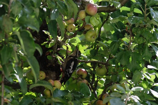 A woodpecker perched on an apple tree branch surrounded by green leaves and ripe apples.