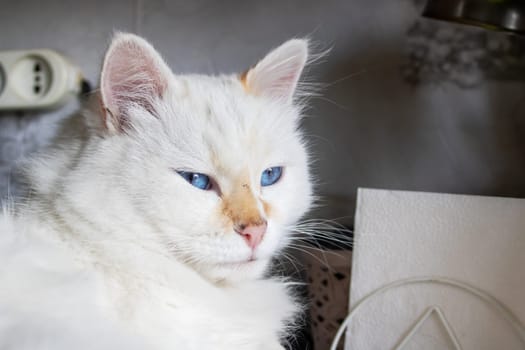 A small to mediumsized white Felidae cat with blue eyes stares directly into the camera, showcasing its whiskers and short fur
