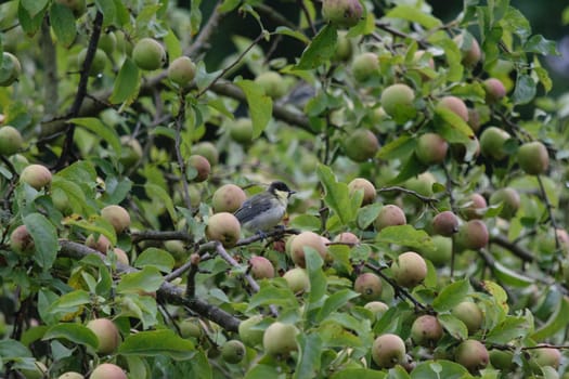 A Great tit perched on a branch of an apple tree filled with green and red apples.
