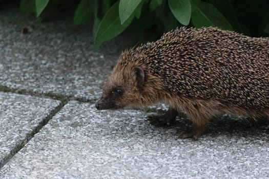 A close-up of a European woodland hedgehog walking on a stone pavement with green leaves in the background.