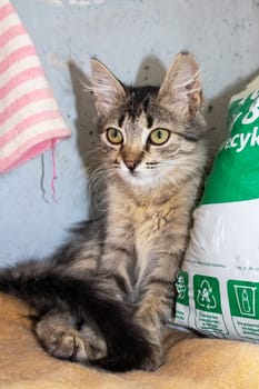 One small tabby gray kitten, close up portrait