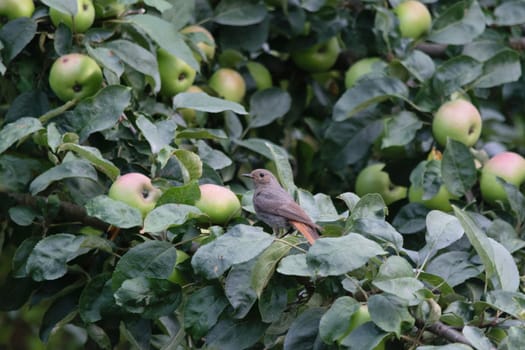 A small bird perched on a branch of an apple tree with green apples.
