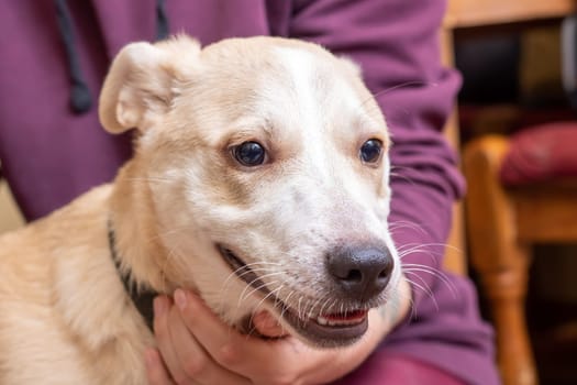 Cute white dog at home close up portrait