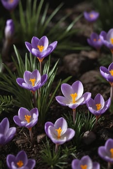 The image shows a close-up view of vibrant crocuses in bloom in a garden. Ideal for use in design projects or nature-themed social media posts.