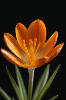 An image depicting a vibrant crocus, a herald of spring, infusing life with color and vibrancy. It's suitable for gardening guides, nature-themed content, or educational materials.