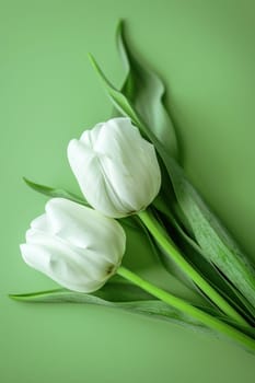 Spring blooms serene white tulips on vibrant green background with fresh leaves and stems