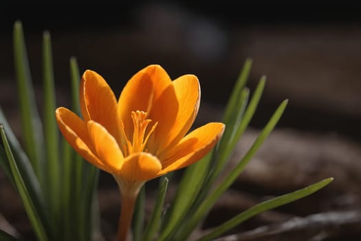 It's a beautiful representation of a crocus flower, that signifies the beginning of spring. Great match for content related to flower cultivation, nature conservation or artistic inspiration.