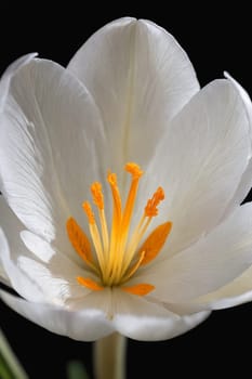 Stunning macro image unveiling the mesmerizing detail and subtle beauty of a white and yellow flower, great for use in botanical research or as an educational tool on flower anatomy.