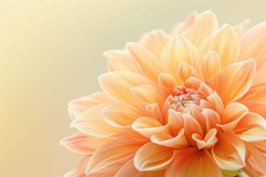 Orange dahlia flower against bright yellow and white background, symbolizing beauty and elegance