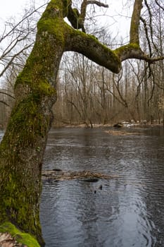 Tree leaning over the river during spring flood.