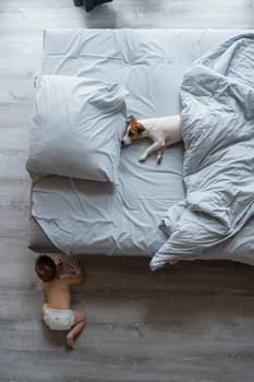 Top view of a Jack Russell Terrier dog lying in a bed. Baby crawling on the floor