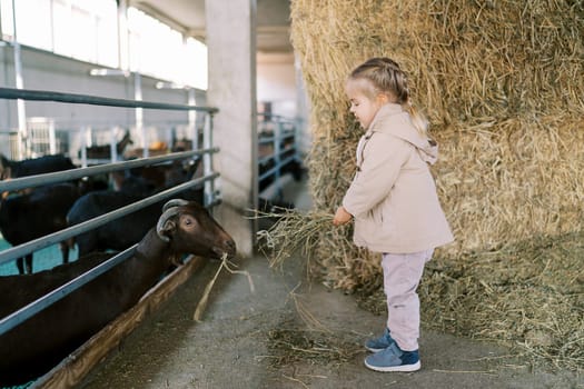 Little girl feeding hay to a brown goat in a pen while standing near a haystack on a farm. High quality photo