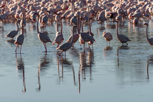 Albufera Reflections: Flamingo Ensemble Amidst Valencia's Waters.A picturesque scene unfolds as a group of flamingos grace the reflective waters of Valencia's Albufera, creating a captivating display of avian elegance amidst tranquil surroundings