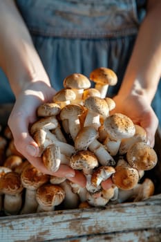 Champignon mushrooms in the hands of a woman in a greenhouse. Selective focus. nature.